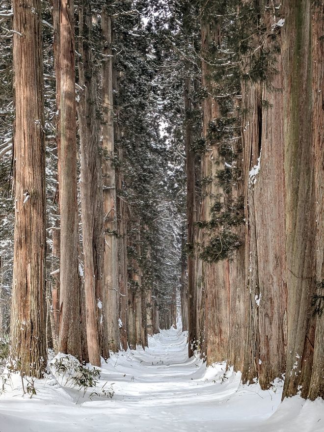 A tall cedar avenue in winter